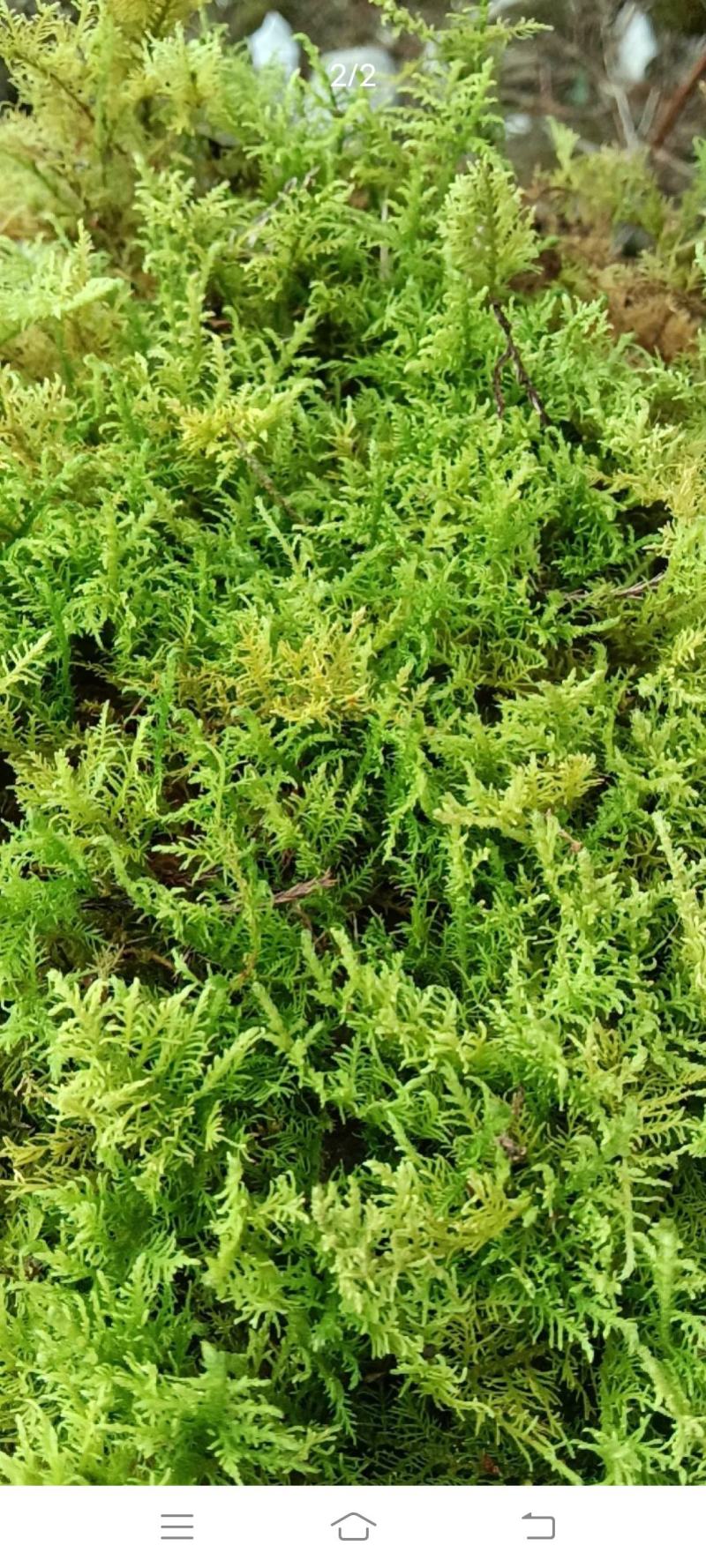 自采苔藓，白发，大灰，短绒，星星