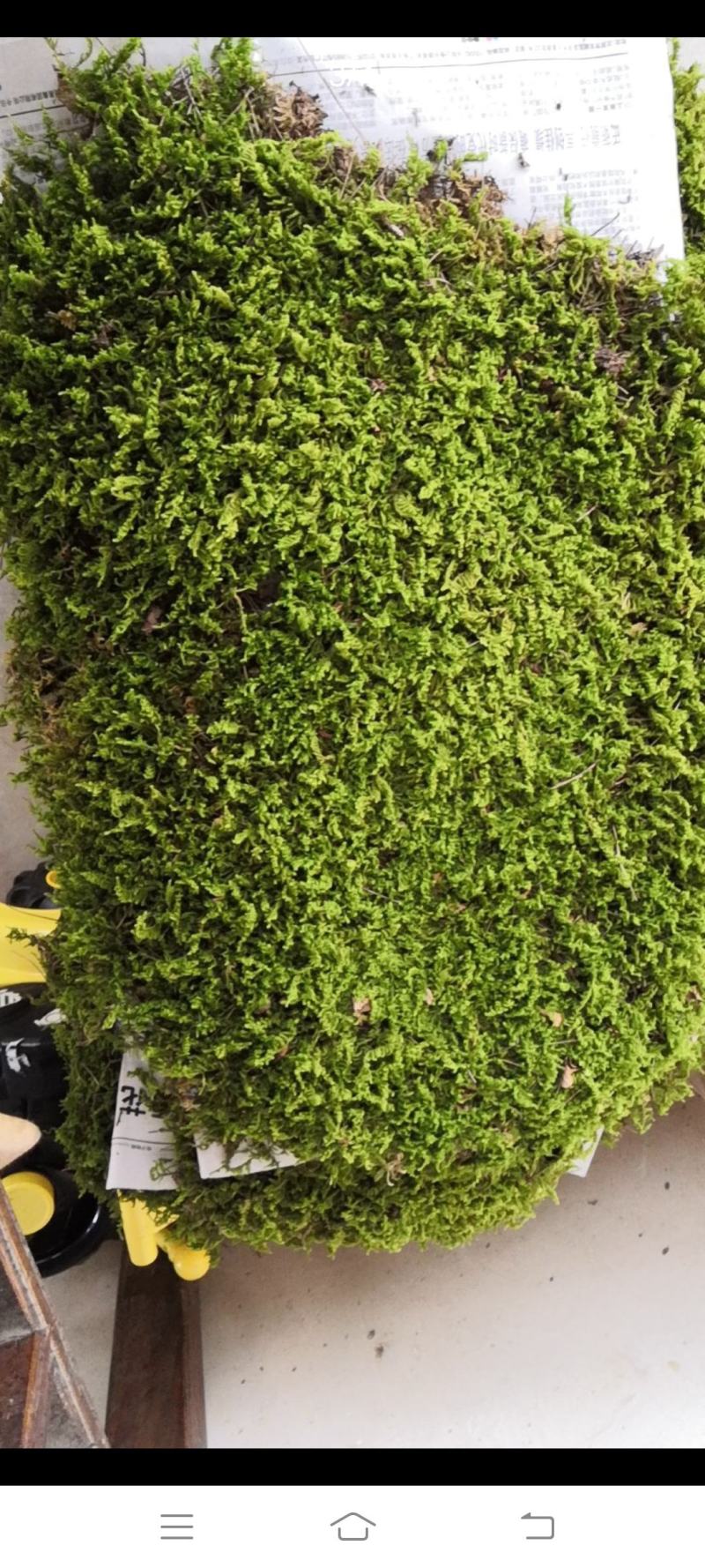 自采苔藓，白发，大灰，短绒，星星