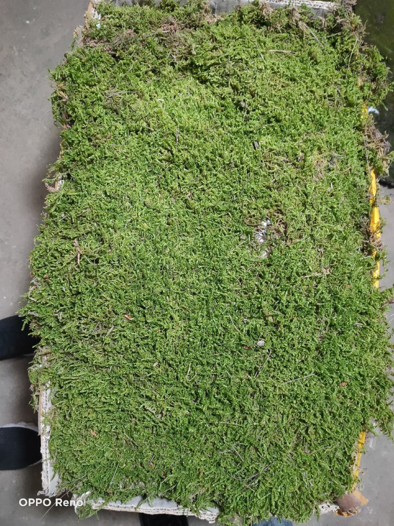 自采苔藓，白发，大灰，短绒，星星