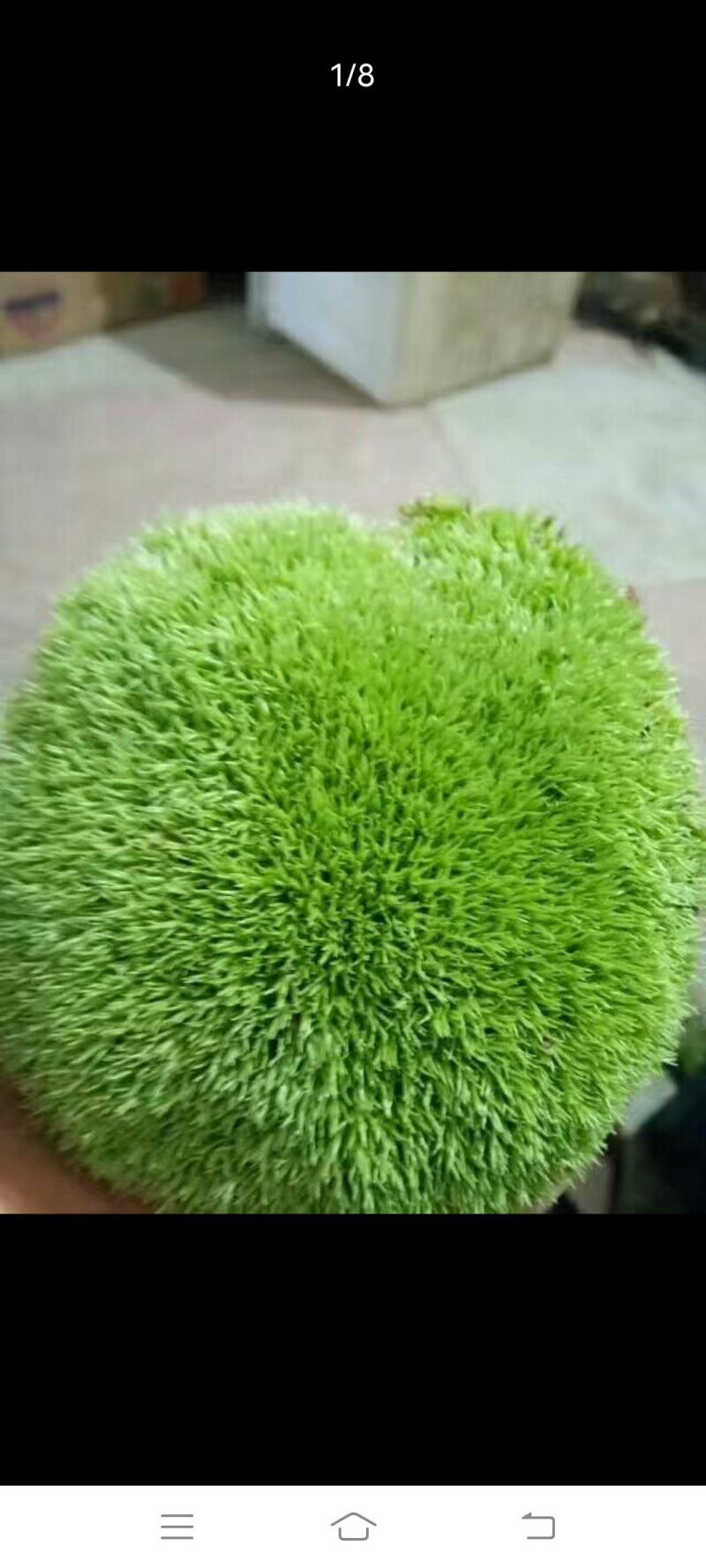自采苔藓，白发，大灰，短绒，星星