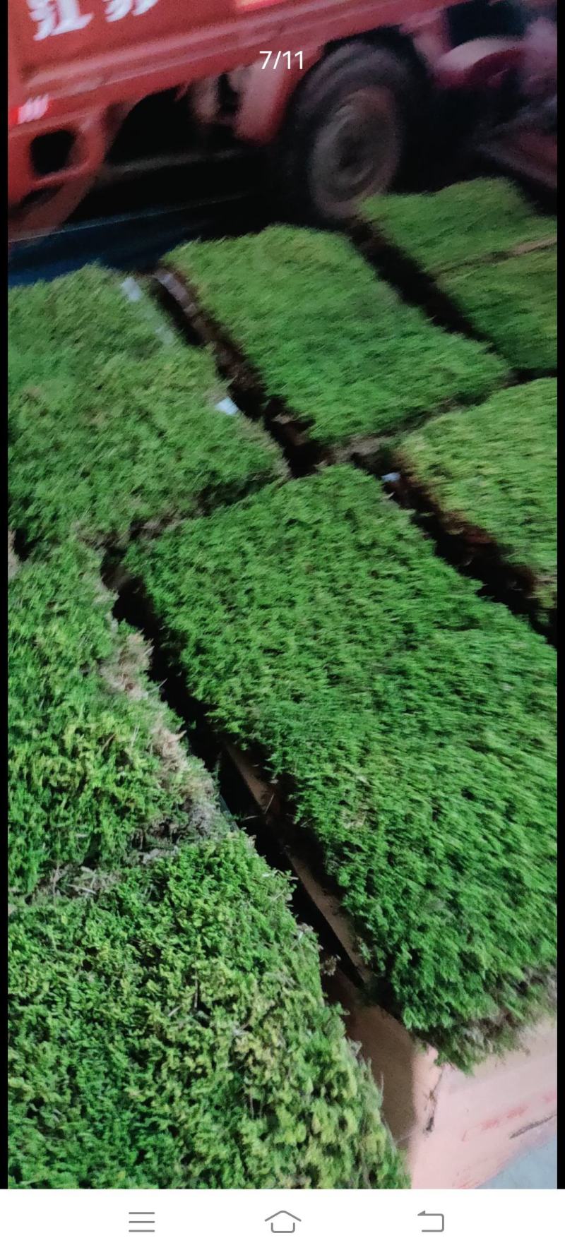 自采苔藓，白发，大灰，短绒，星星