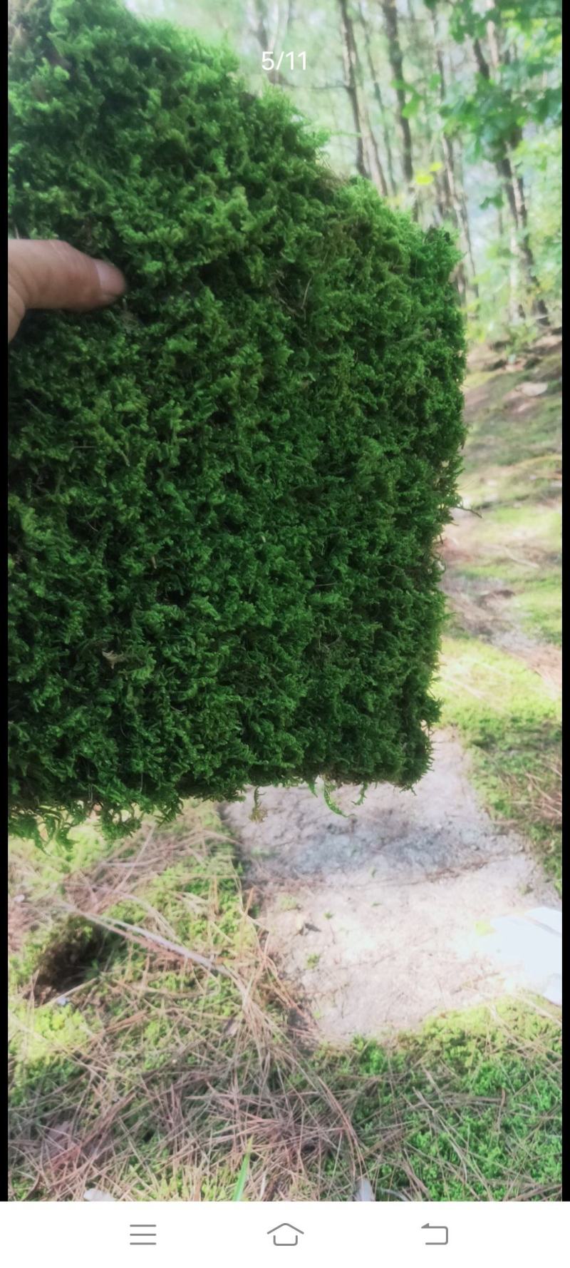自采苔藓，白发，大灰，短绒，星星