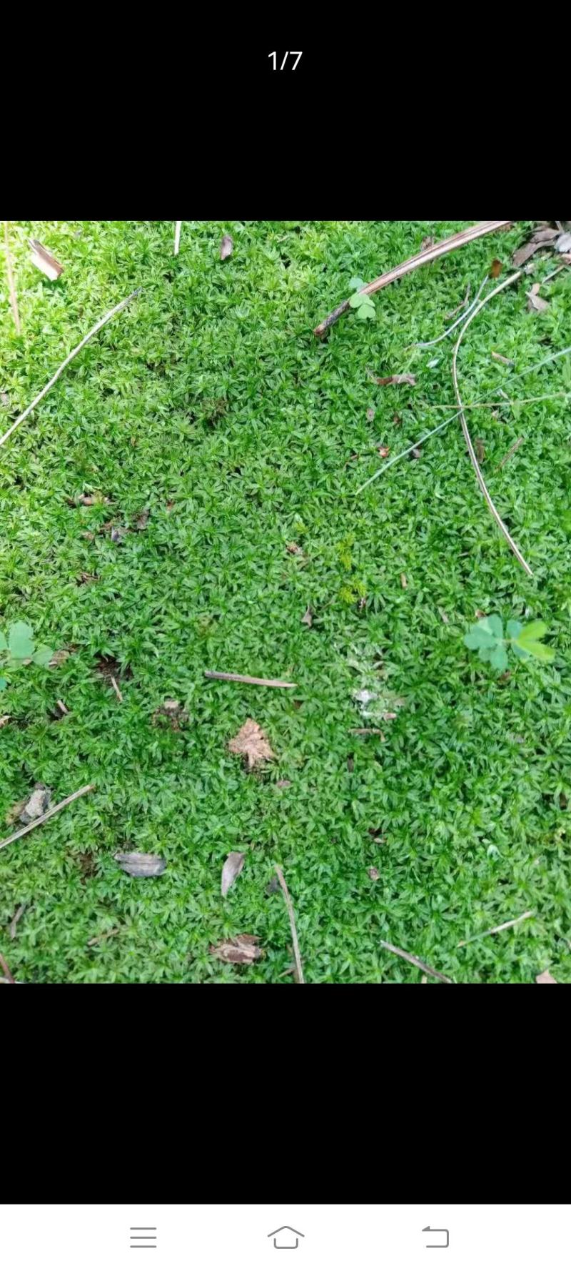 自采苔藓，白发，大灰，短绒，星星