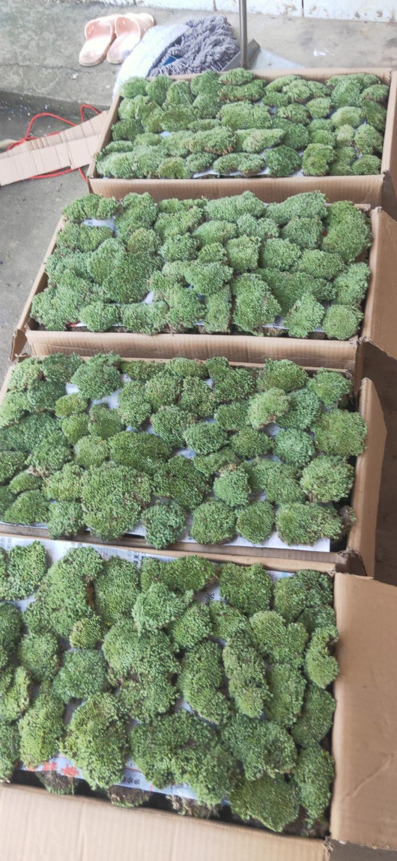 自采苔藓，白发，大灰，短绒，星星