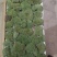 自采苔藓，白发，大灰，短绒，星星