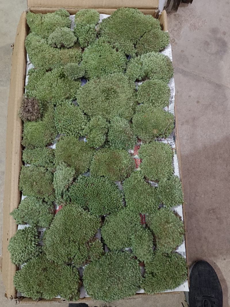 自采苔藓，白发，大灰，短绒，星星