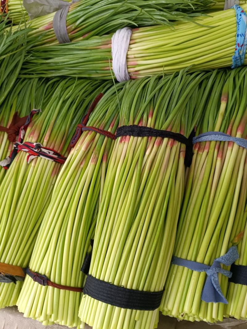 优质精品蒜苔通许县红帽蒜薹产地直发