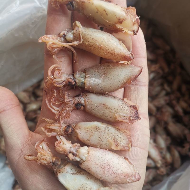 海兔干500g乌贼干笔管鱼干籽乌干批发包邮