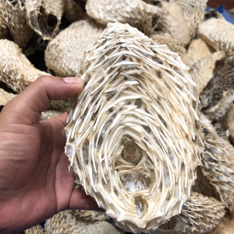 深海中号海刺猬刺龟皮刺豚皮中小刺龟鱼皮海胆皮海产干货包邮