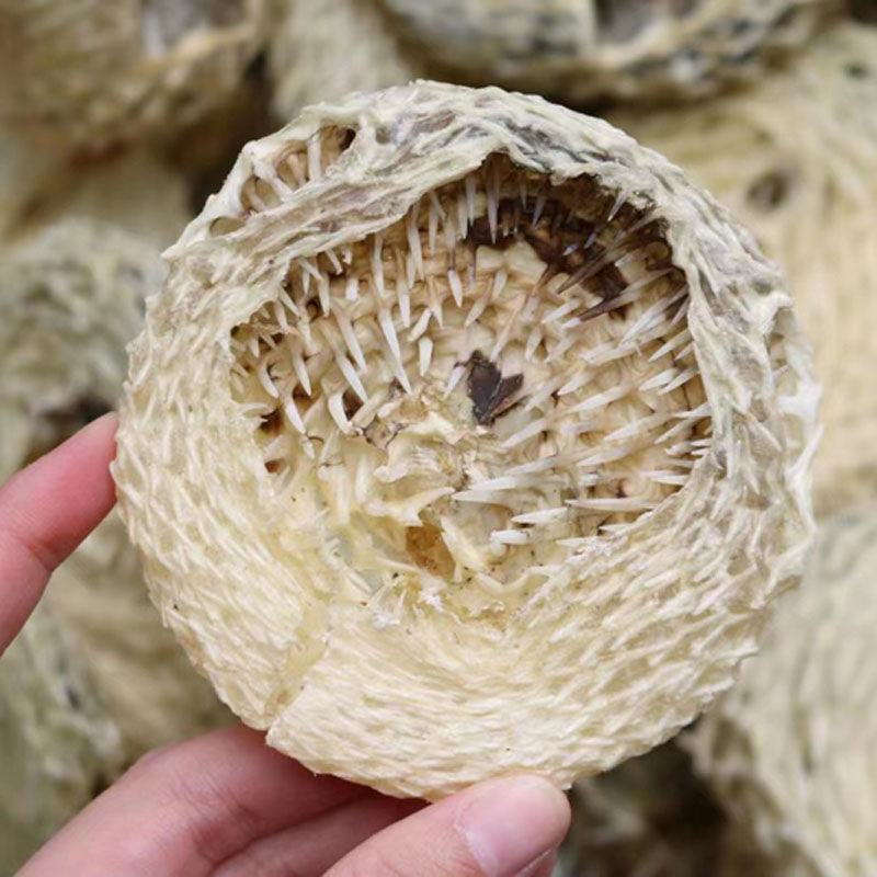 深海中号海刺猬刺龟皮刺豚皮中小刺龟鱼皮海胆皮海产干货包邮