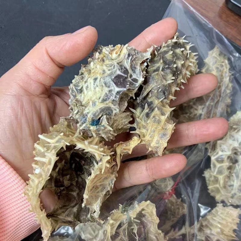 深海中号海刺猬刺龟皮刺豚皮中小刺龟鱼皮海胆皮海产干货包邮