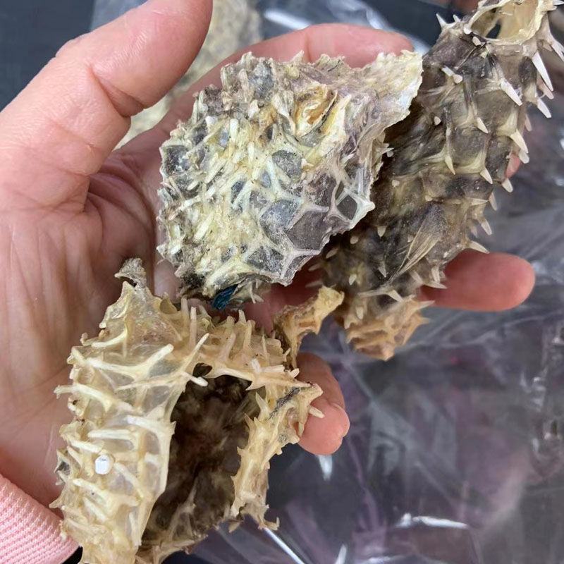 深海中号海刺猬刺龟皮刺豚皮中小刺龟鱼皮海胆皮海产干货包邮