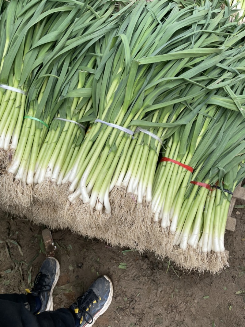 白，红根蒜苗，山东临沂蒜苗，需要的老板可以下单