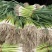 白,红根蒜苗,山东临沂蒜苗,需要的老板可以下单