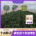 脱毒商19，西瓜红大田苗，小小脱毒薯，成就大财富