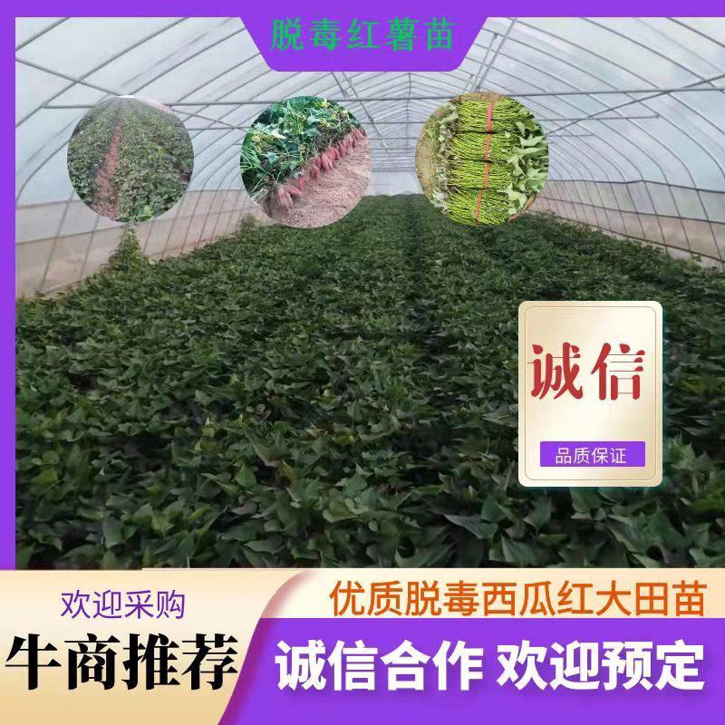 脱毒商19，西瓜红大田苗，小小脱毒薯，成就大财富