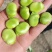 贵州蚕豆（胡豆）三目