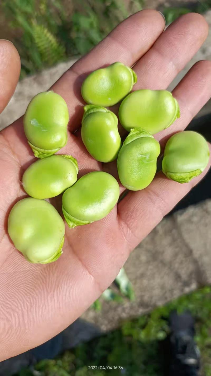 贵州蚕豆（胡豆）三目