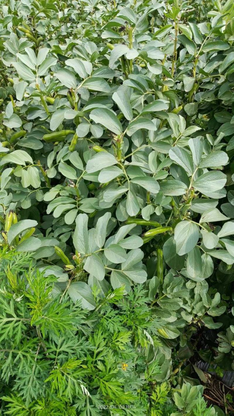 贵州蚕豆（胡豆）三目