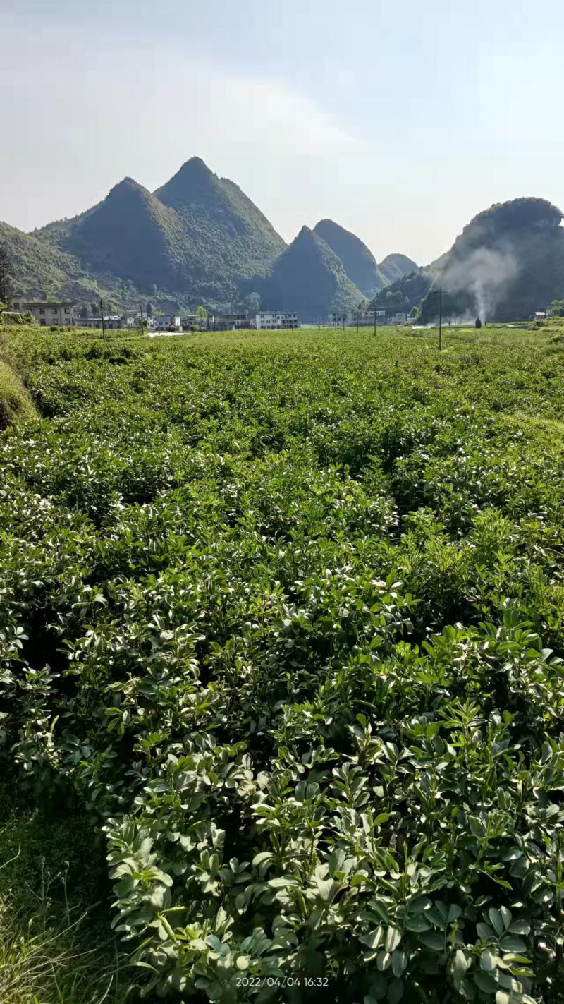 贵州蚕豆（胡豆）三目