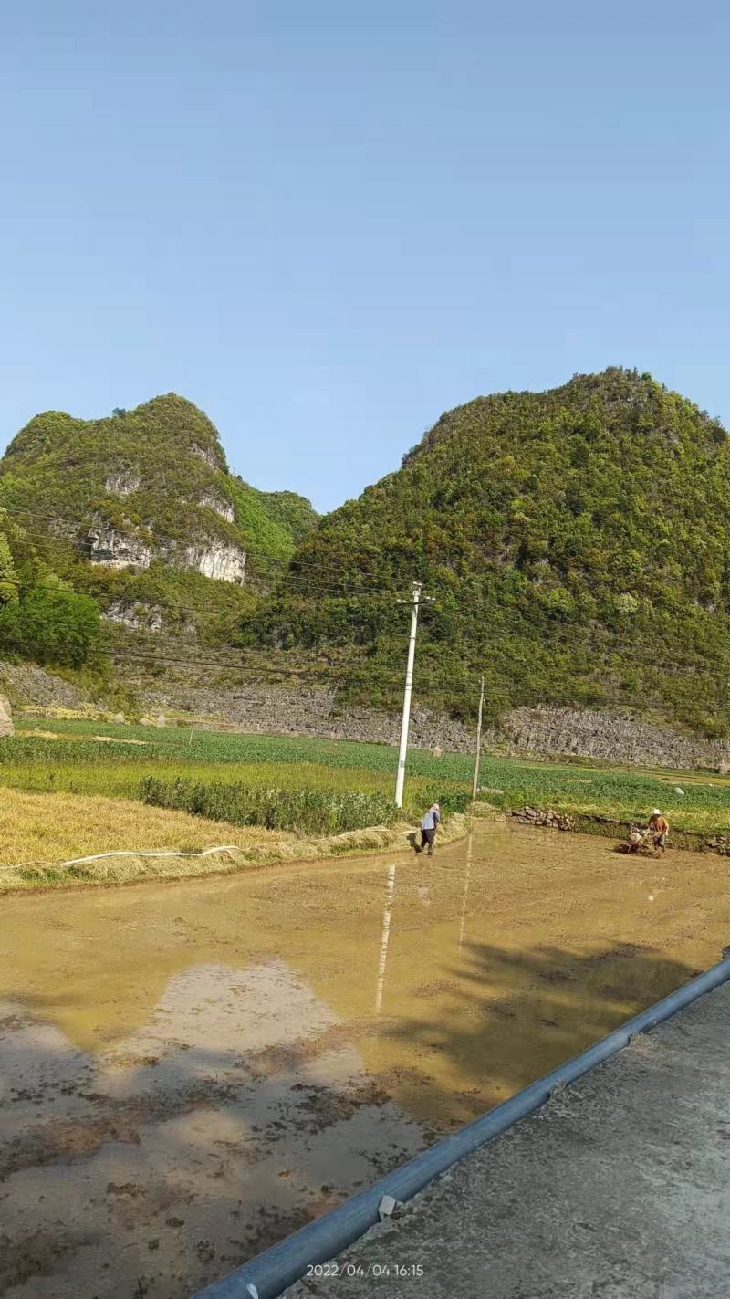 贵州蚕豆（胡豆）三目