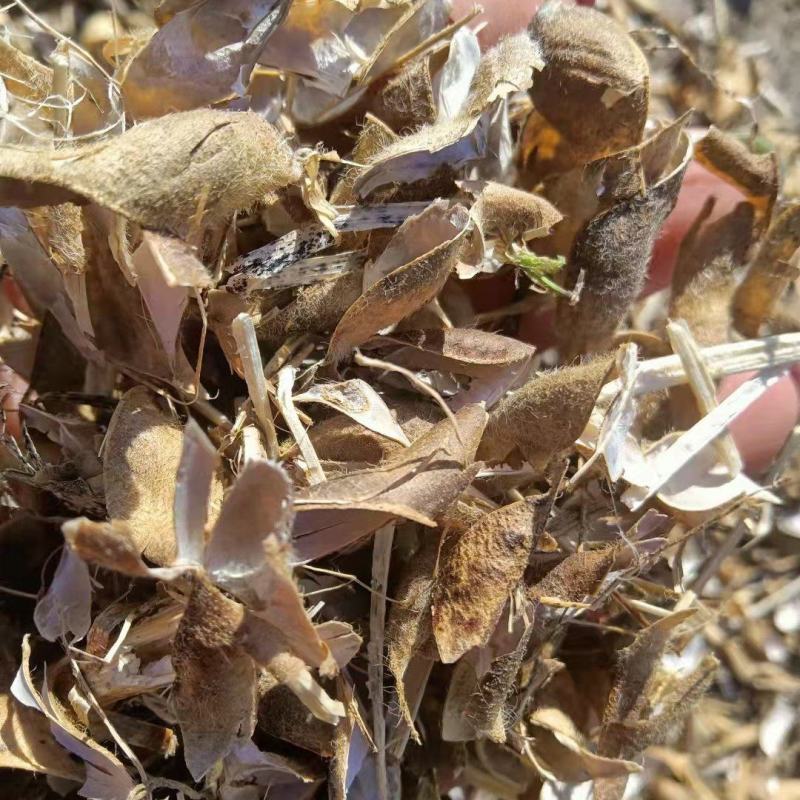 大豆荚皮，大豆收获后副产品，无土，无膜，袋装，牛羊饲喂