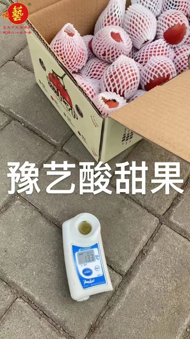 豫艺酸甜果番茄种子~抗病性强糖度12度以上酸甜爽口高品质