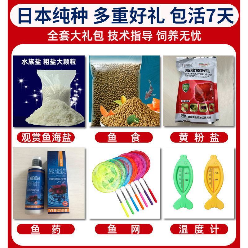 日本锦鲤观赏鱼活鱼纯种红白三色黑金黄金招财好运好养耐活冷