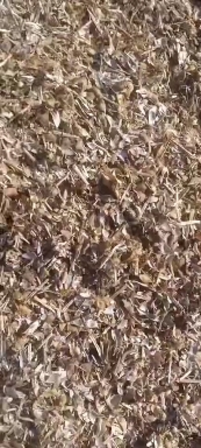 大豆荚皮，大豆收获后副产品，无土，无膜，袋装，牛羊饲喂