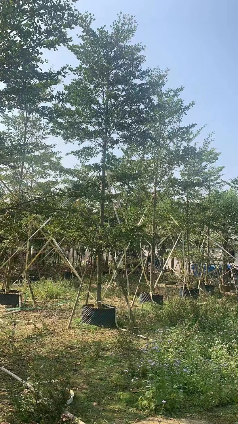 5-20公分细叶榄仁，光棍-骨架-全冠，大量供应！