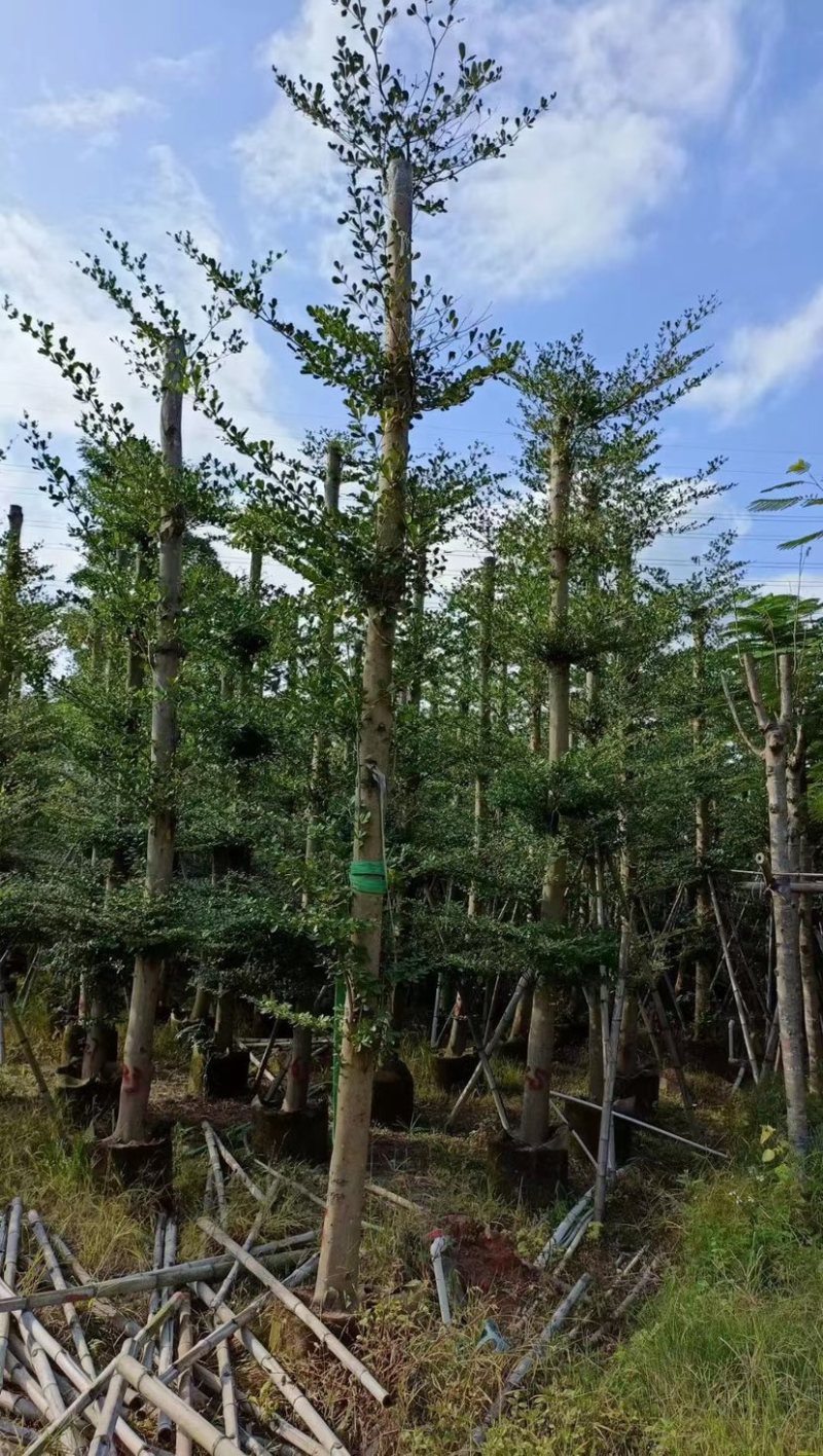 5-20公分细叶榄仁，光棍-骨架-全冠，大量供应！