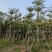 5-20公分细叶榄仁，光棍-骨架-全冠，大量供应！