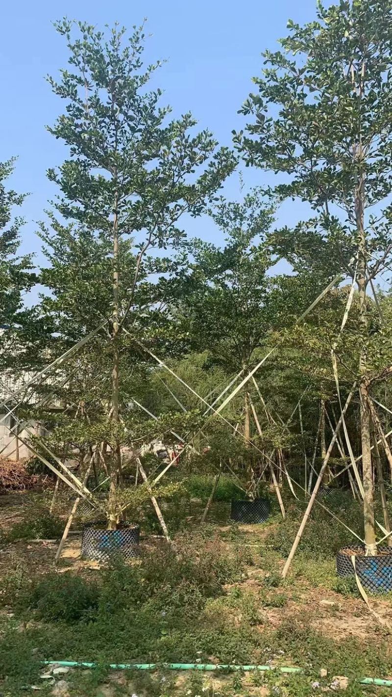 5-20公分细叶榄仁，光棍-骨架-全冠，大量供应！