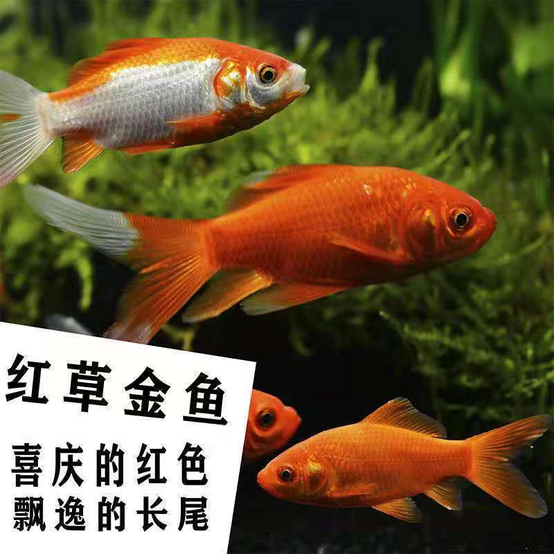 日本锦鲤观赏鱼活鱼纯种红白三色黑金黄金养耐活冷