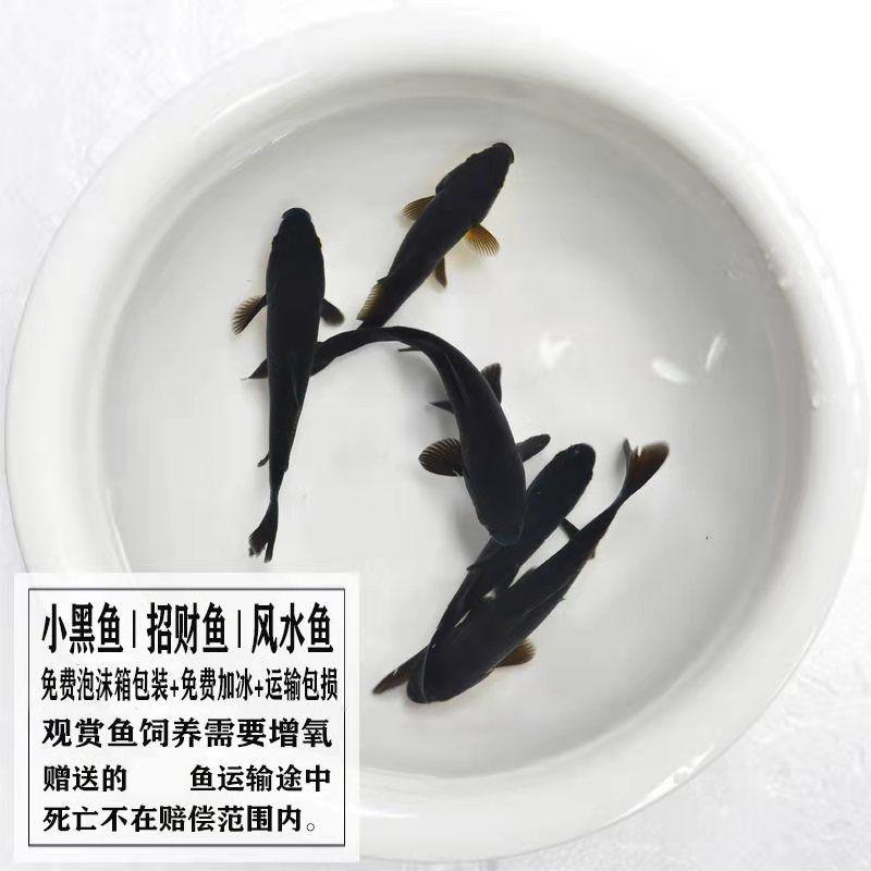 日本锦鲤观赏鱼活鱼纯种红白三色黑金黄金养耐活冷