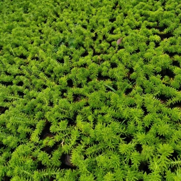 金叶佛甲草（黄金条）基地自产自销货量充足