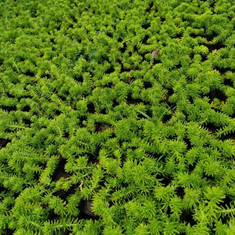 金叶佛甲草（黄金条）基地自产自销货量充足