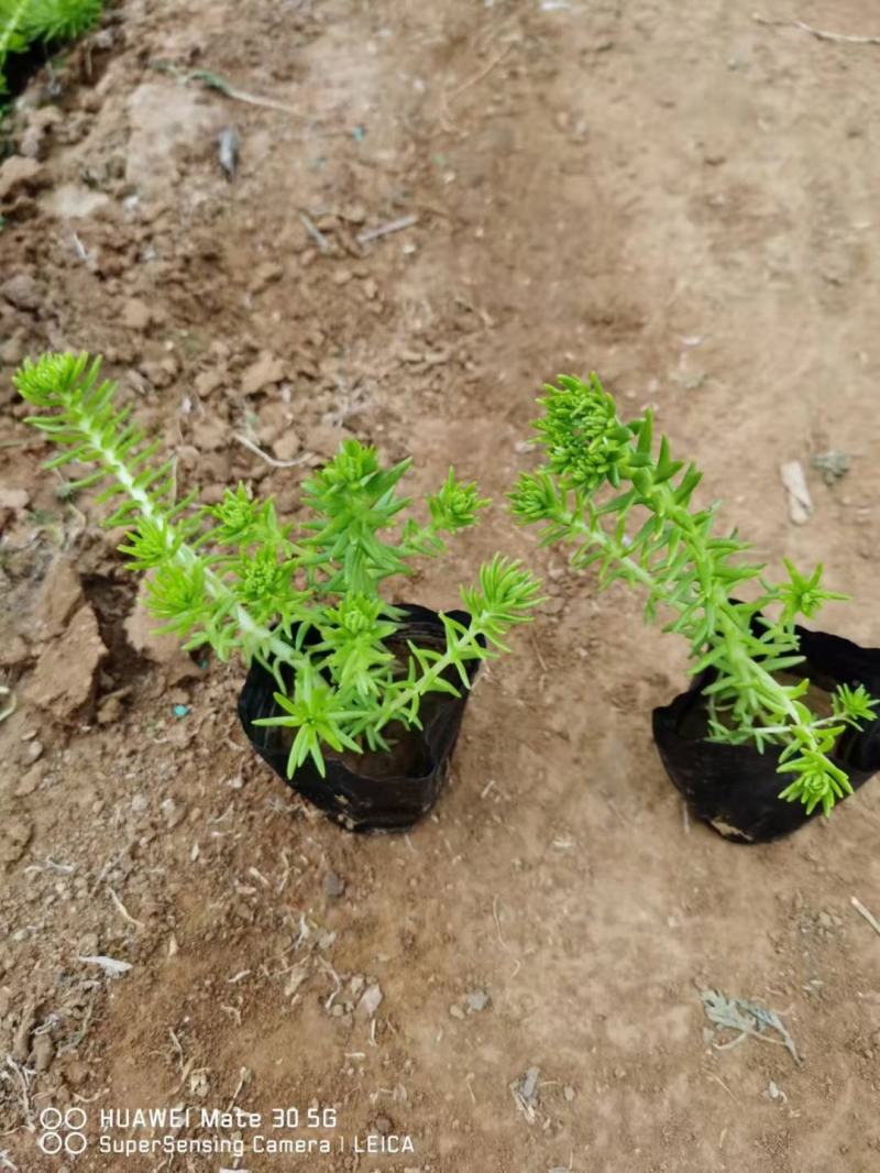 金叶佛甲草（黄金条）基地自产自销货量充足