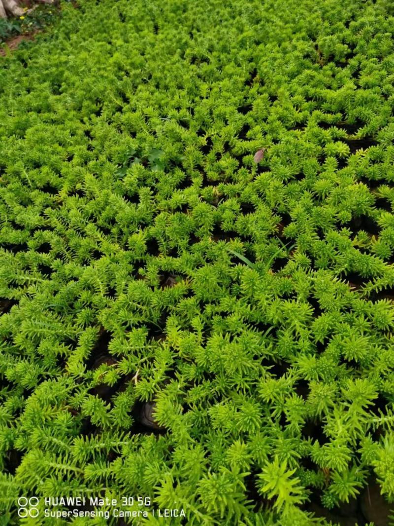 金叶佛甲草（黄金条）基地自产自销货量充足