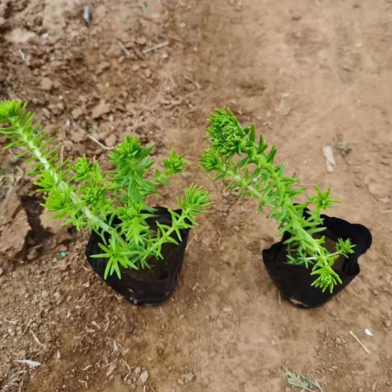 金叶佛甲草（黄金条）基地自产自销货量充足