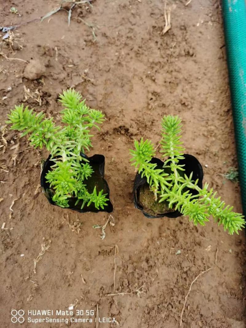 金叶佛甲草（黄金条）基地自产自销货量充足