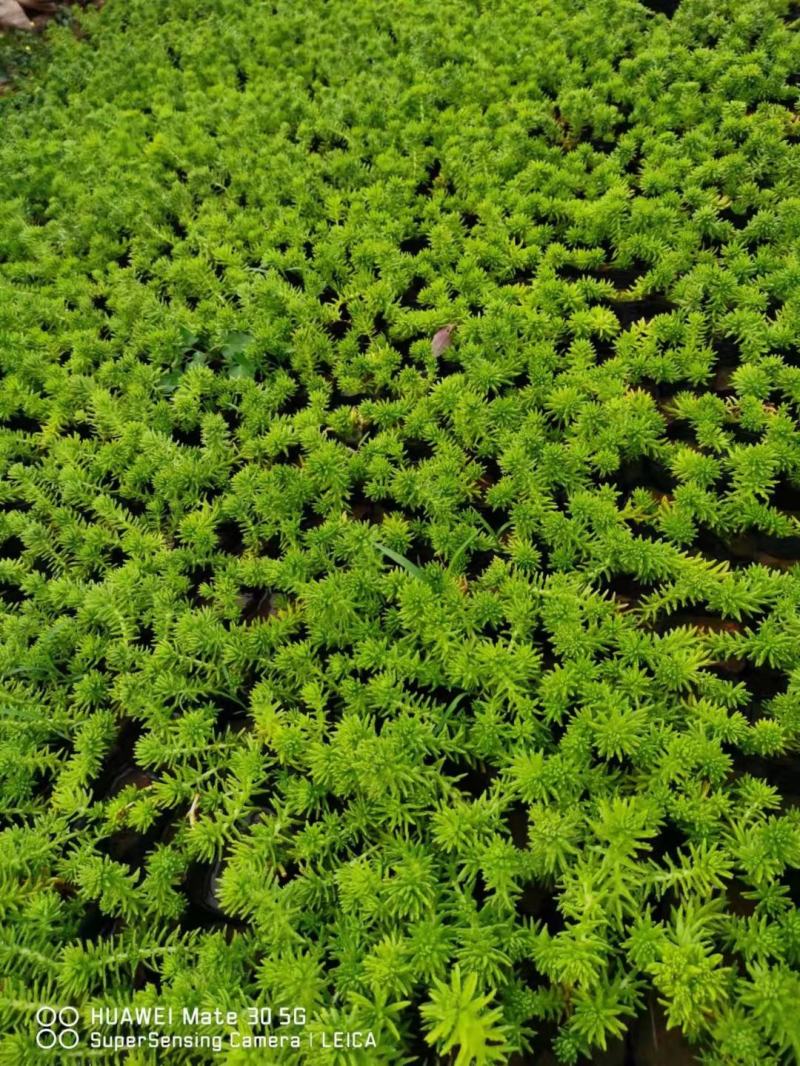 金叶佛甲草（黄金条）基地自产自销货量充足