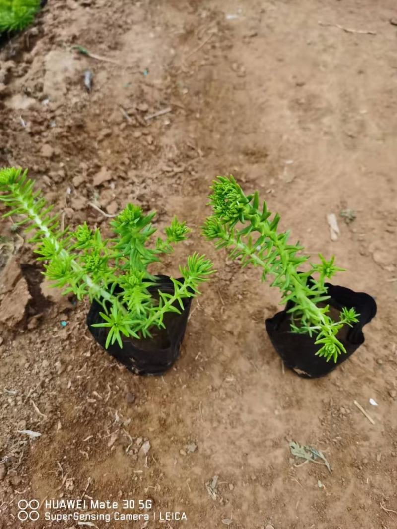金叶佛甲草（黄金条）基地自产自销货量充足