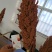 冀酿3号高粱种子新品种产量高矮杆大穗全糯价高