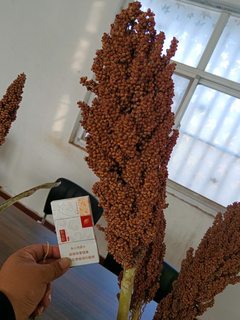 冀酿3号高粱种子新品种产量高矮杆大穗全糯价高