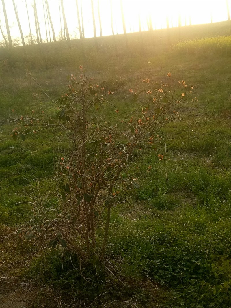多年生桂花树2元一棵