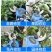 力辰科技电动剪刀锂电修枝剪充电式果树粗枝剪园林树枝强力电