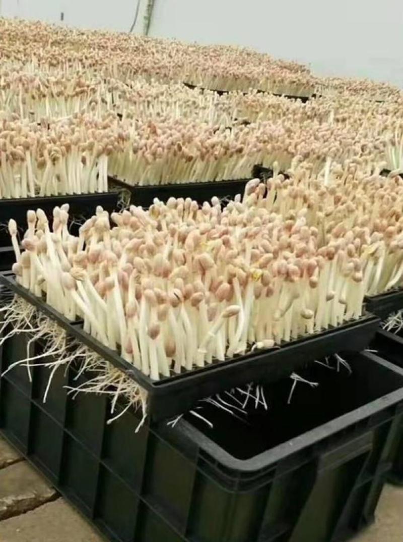 商用花生芽筐加厚花生芽种植育苗筐育苗盘大号芽苗菜筐种植筐