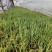 黄菖蒲常绿水生鸢尾基地一手货源视频发货欢迎订购