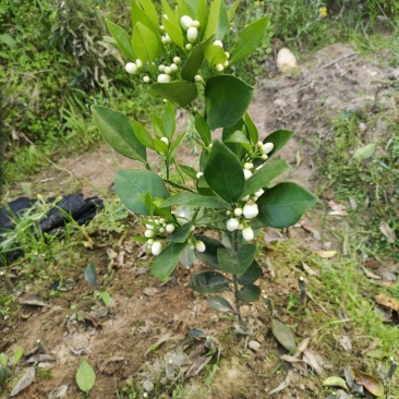 赣南脐橙苗，优质纽荷尔脐橙风味佳、果型好，一年生嫁接苗